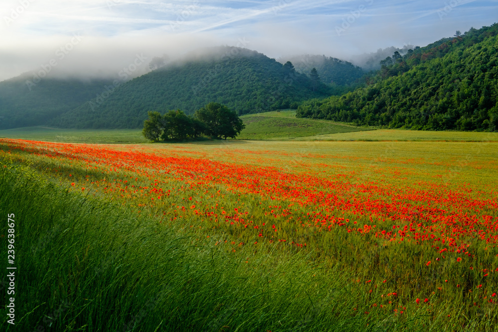 Fototapeta premium Les coquelicots sur le champ de blé, lever de soleil, brume de matin. 