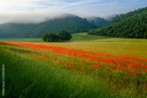 Les coquelicots sur le champ de bl    lever de soleil  brume de matin. 