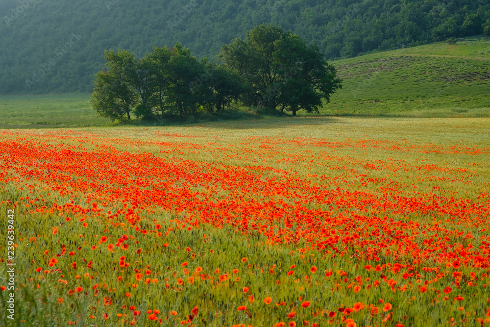 Les coquelicots sur le champ de blé, lever de soleil, brume de matin.	