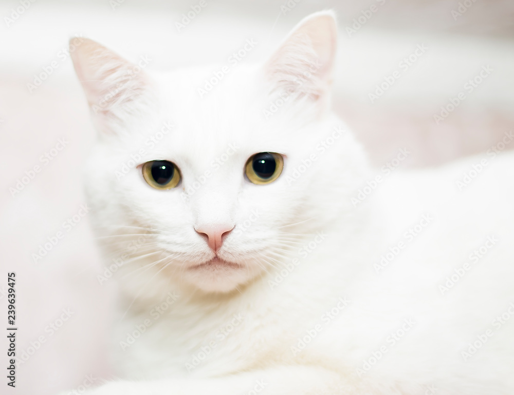 white cat in the white room