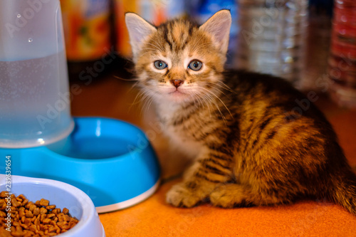 Obraz na płótnie Adorable petit chaton calico assis prés de gamelle d'eau et de croquettes. w salonie