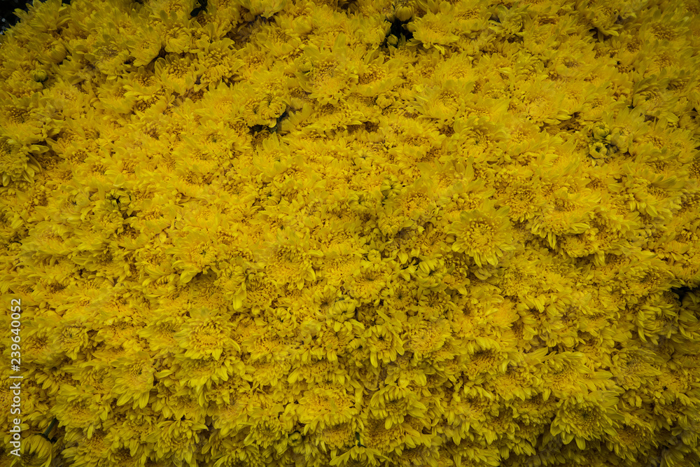 Crysanthemum at a roadside flower market Crysanthemum at a roadside flower market