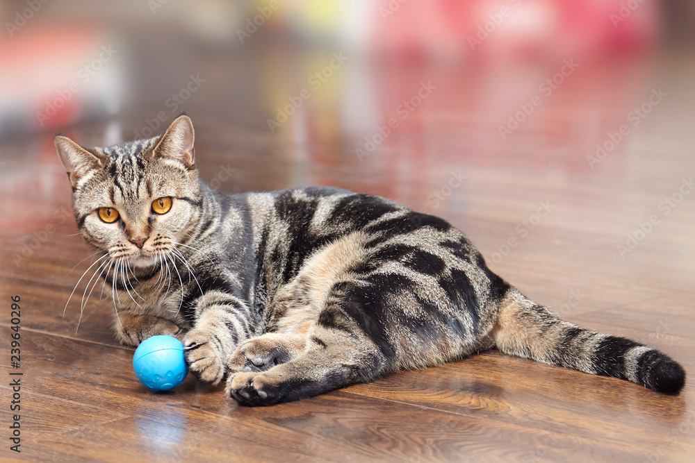 Φωτογραφία British Short hair Breed cat with bright yellow eyes lays on the wooden floor with a little blue ball toy