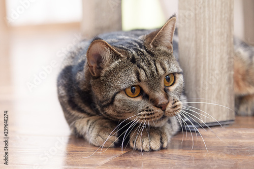 British Short hair Breed cat with bright yellow eyes peeks from behind the chair, hunting for something. Tebby color, indoors. Cute cat at home, family pet. Copy space, close up. photo