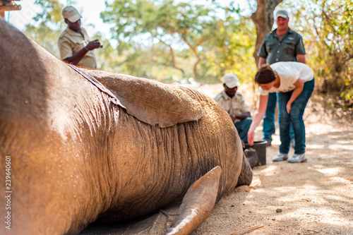 Krueger National Park, South Africa - 07 21 2016, Elephant Wildlife Reserve in the National Park Park Ranger explains to the touristites the protection against wildlife poachers, riding in the caravan
