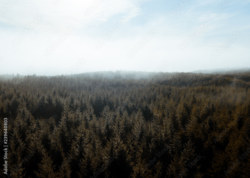 low clouds over the forest low clouds over the forest