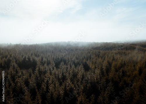 low clouds over the forest