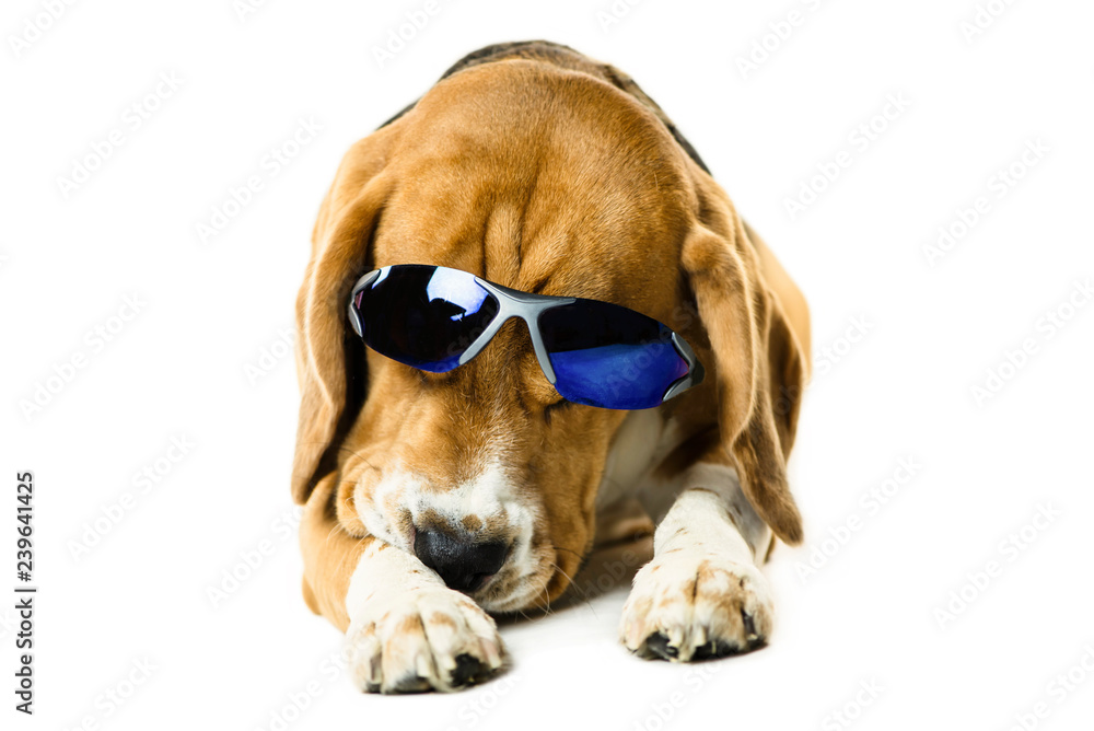 beagle sunglasses