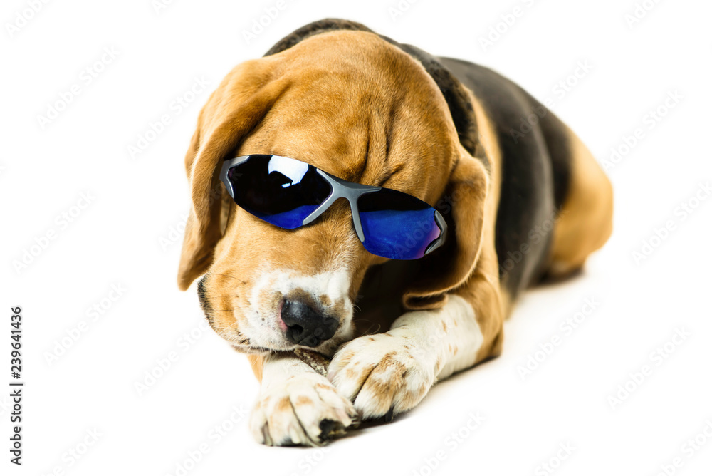 funny cute beagle dog in sunglasses on white background