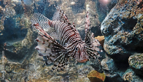 Lionfish   Pterois is a genious of venomous marine fish  commonly known as Lionfish  Zebrafish  Firefish turkeyfish  tastyfish or Butterfly-cod. Selective focus.