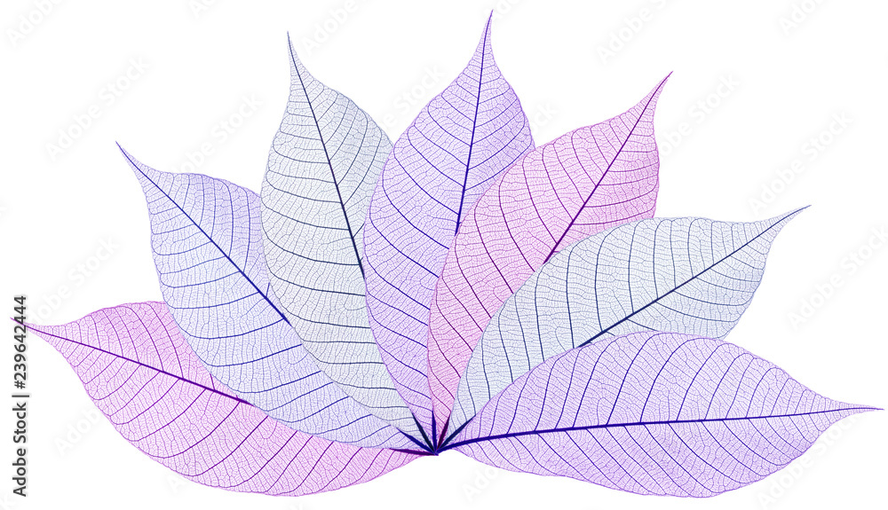 éventail de feuilles couleurs éventail de feuilles couleurs