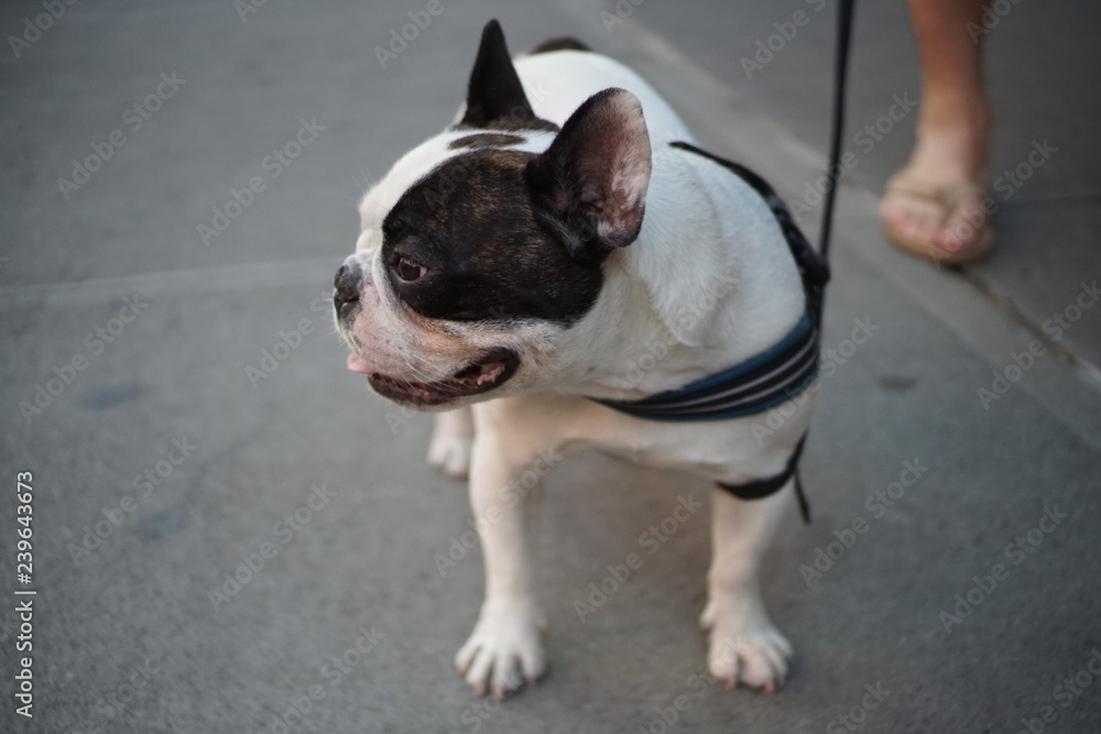 french bulldog puppy looking up