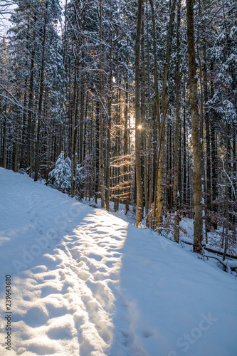 trail in the snowy blue forest, orange sun rays shining through the trees