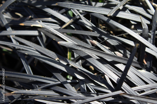 The black foliage of Ophiopogon planiscapus nigrescens also known as black mondo grass or black lilyturf photo