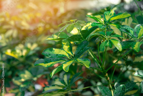 Fresh growing leaves with water drops in sunlight.