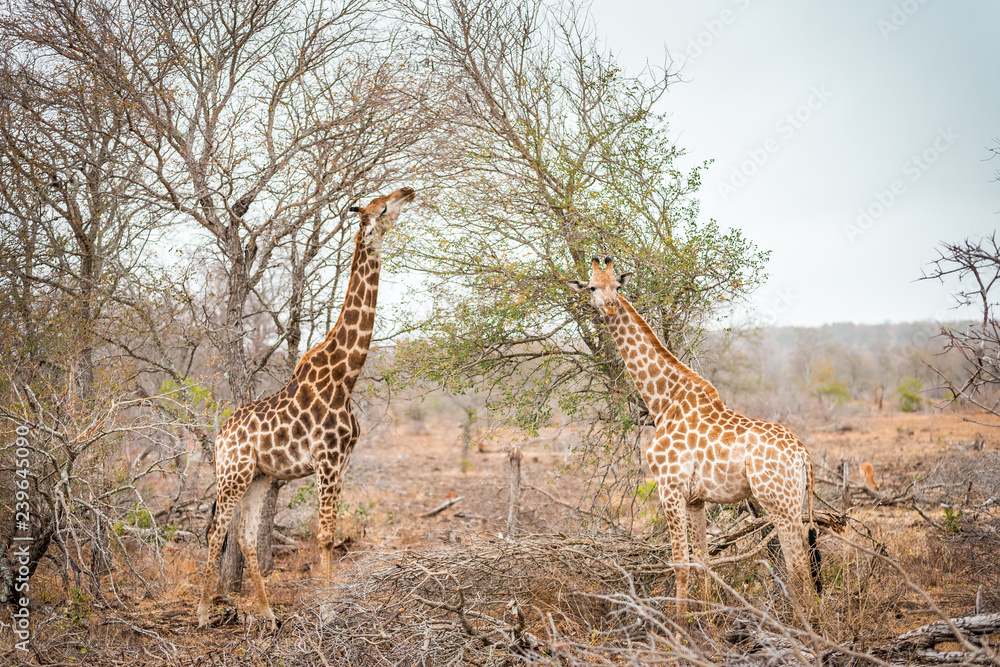 Obraz premium Giraffes in African savannah eat on tree, Kruger Park, South Africa