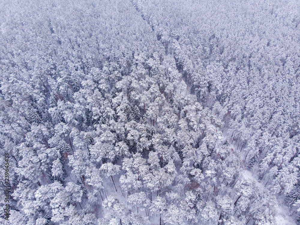 Aerial view of snowy forest. Aerial view of forest in winter. Done view of snow and forest.