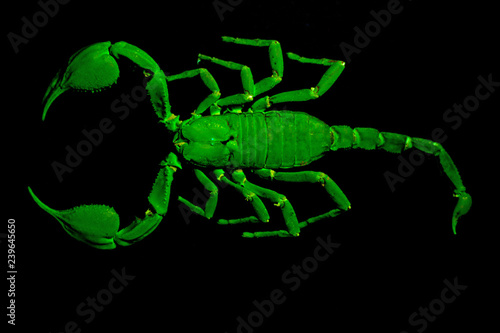 Emperor scorpion under UV light.