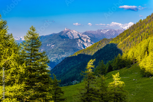 Pine trees and forest in Alp mountains, Martigny-Combe, Martigny, Wallis, Valais, Switzerland