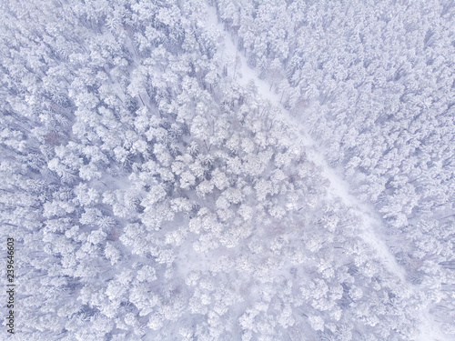 Aerial view of snowy forest. Aerial view of forest in winter. Done view of snow and forest.