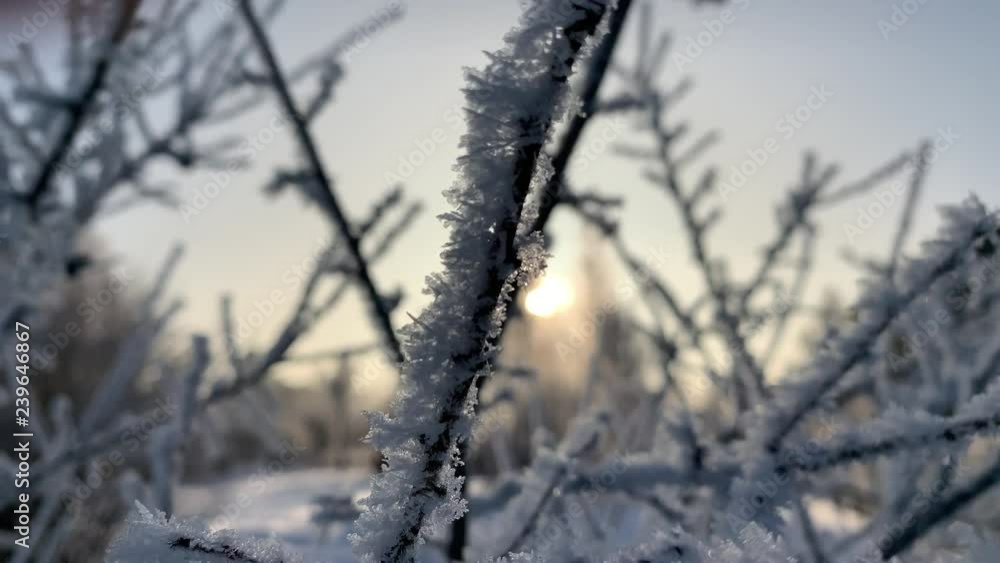 Frozen trees in early morning at winter time, close-up video Frozen trees in early morning at winter time, close-up video