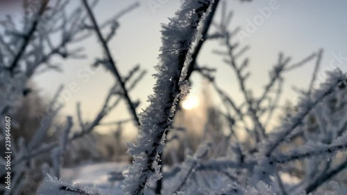 Wallpaper Mural Frozen trees in early morning at winter time, close-up video Torontodigital.ca