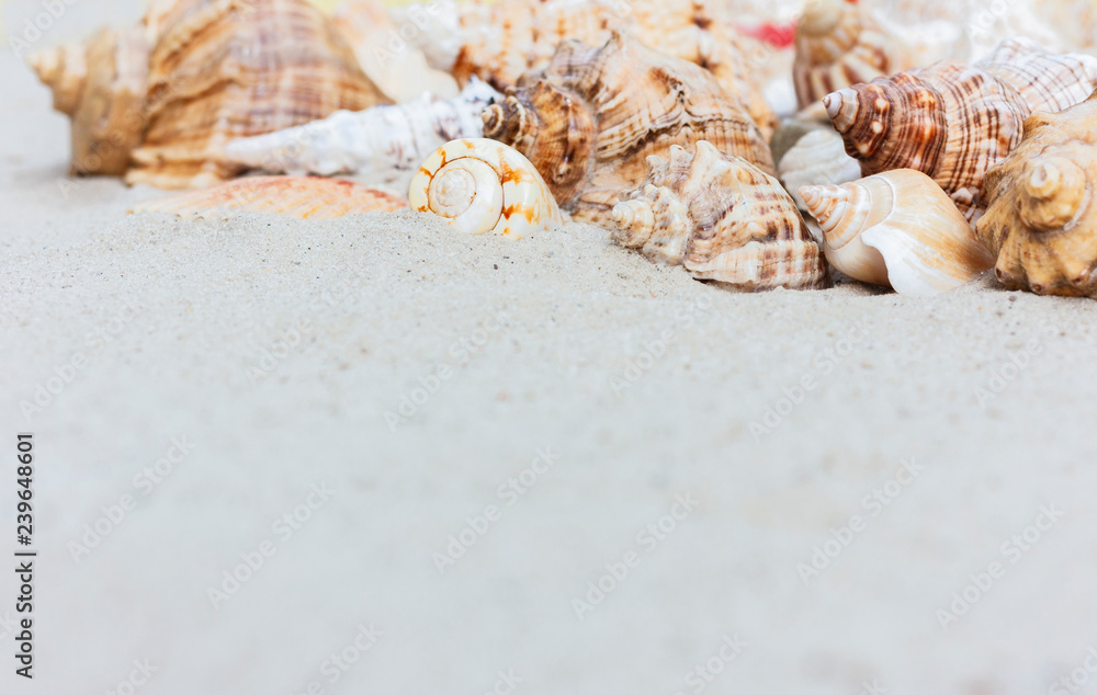 Fototapeta premium beach summer background – seashells and sea stars on the sand, copy space for text