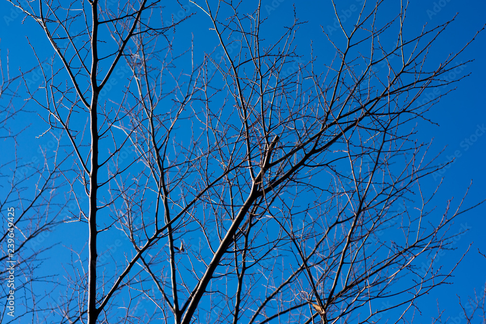 Obraz premium Bare tree tops with no leaves in woods in winter