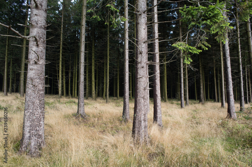 Fototapeta premium trees in the forest