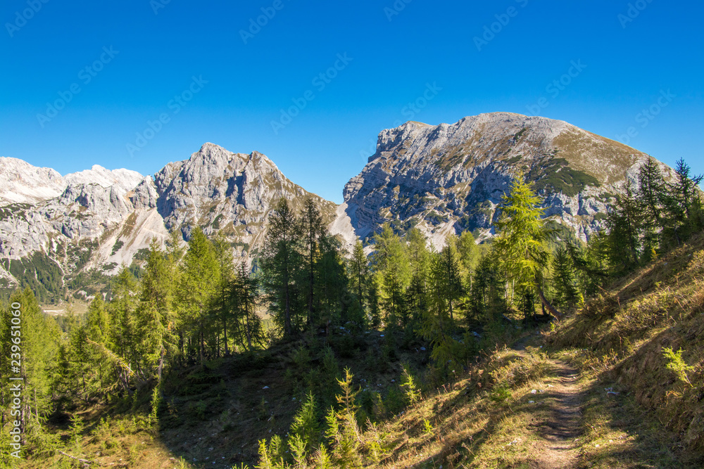 mountain trail through larch trees