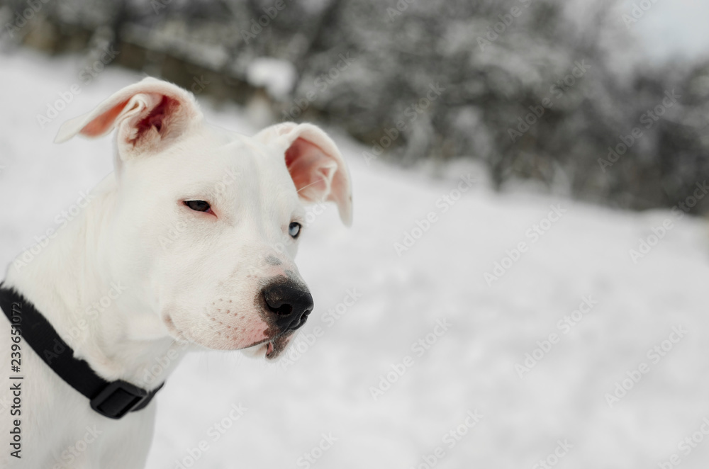 Portrait of a white pit bull sitting outdoors in the snow with copy space