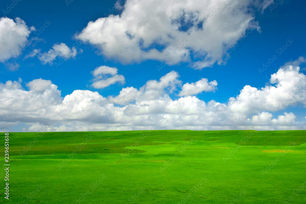 Nature scenery and spring colors concept theme with a empty landscape of a green field covered in vivid color grass and the cloudy blue sky background with copy space