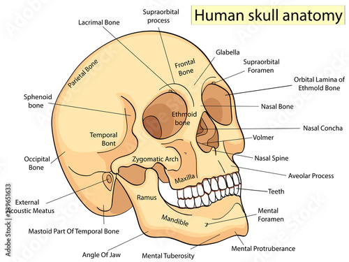 Medical Education Chart of Biology Human Skull Diagram. Raster. Front aspect white background basic medical education