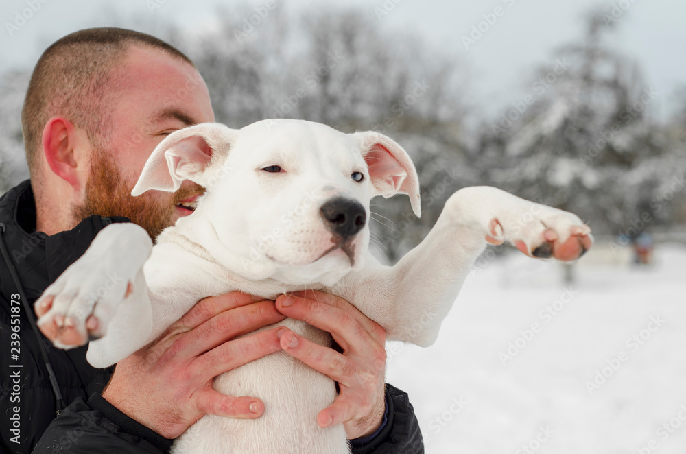 Fototapeta a head and shoulders portrait of a cute white pitt bull Breed dog looking at the camera with on snow white background with copyspace. Shallow depth of field