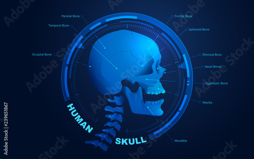 vector of human skull anatomy presented with futuristic technology style for educational infographic 
