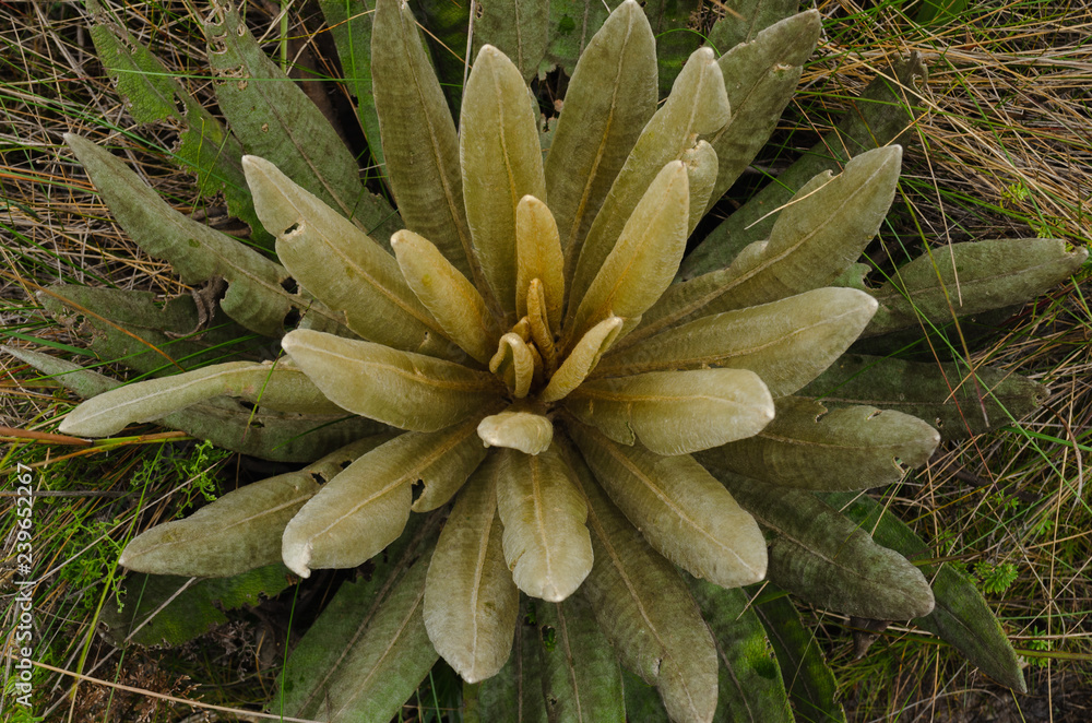 Espeletia succulent plants of the páramo of Colombia. Frailejón Espeletia succulent plants of the páramo of Colombia. Frailejón