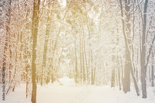 toned picture of beautiful snowy winter forest