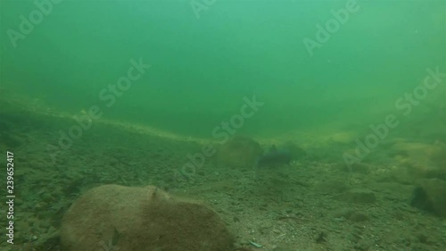 Freshwater fish Common huchen (Hucho hucho) in the beautiful clean river. Underwater footage with nice bacground and natural light. Wild life animal. Swimming predator fish in the river habitat. photo