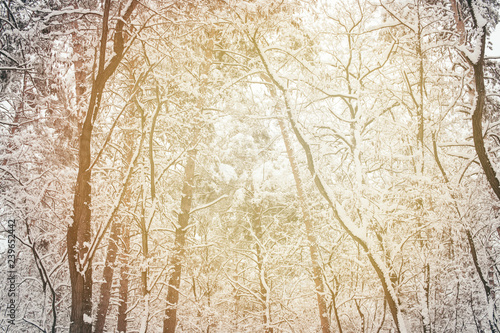 toned picture of snowy winter woods as background