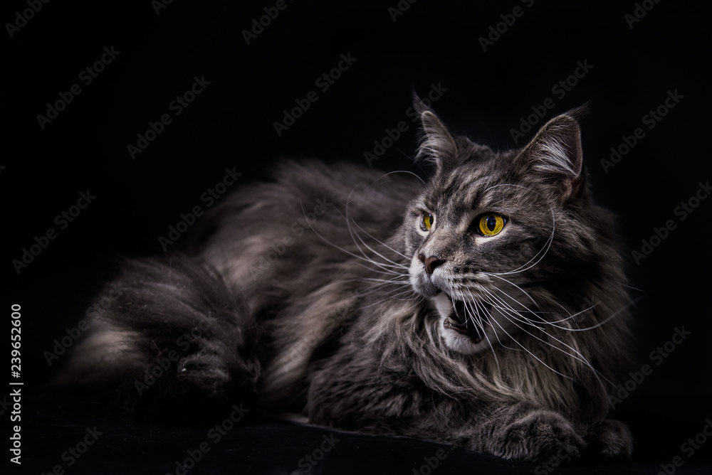 Obraz premium Maine coon