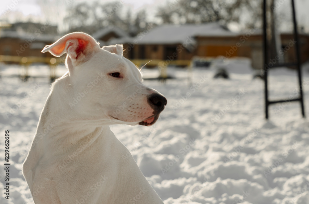 White pit bull Dog in the snow looking away. Focus on the face, shallow depth of field, blow out highlights in the background. Copy space