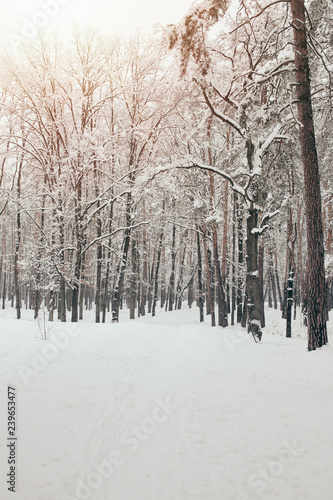 scenic view of snowy trees in winter forest © LIGHTFIELD STUDIOS