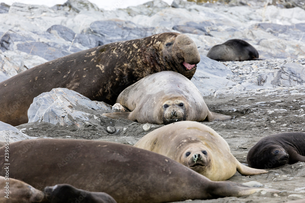 Fototapeta premium Female Southern Elephant seals and male seals in the background on Fortuna Bay, South Georgia, Antarctica
