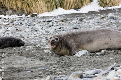 Female Southern Elephant seal with her pup on Fortuna Bay, South Georgia, Antarctica