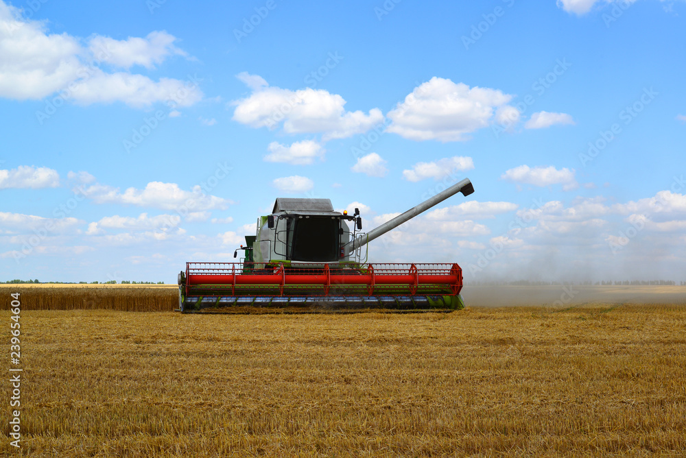 Fototapeta premium Beautiful harvester working in the field in Russia