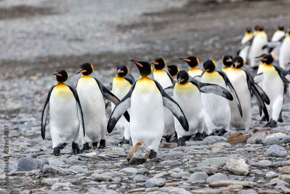Obraz premium A group of king penguins runs over the pebble beach on Fortuna Bay, South Georgia, Antarctica