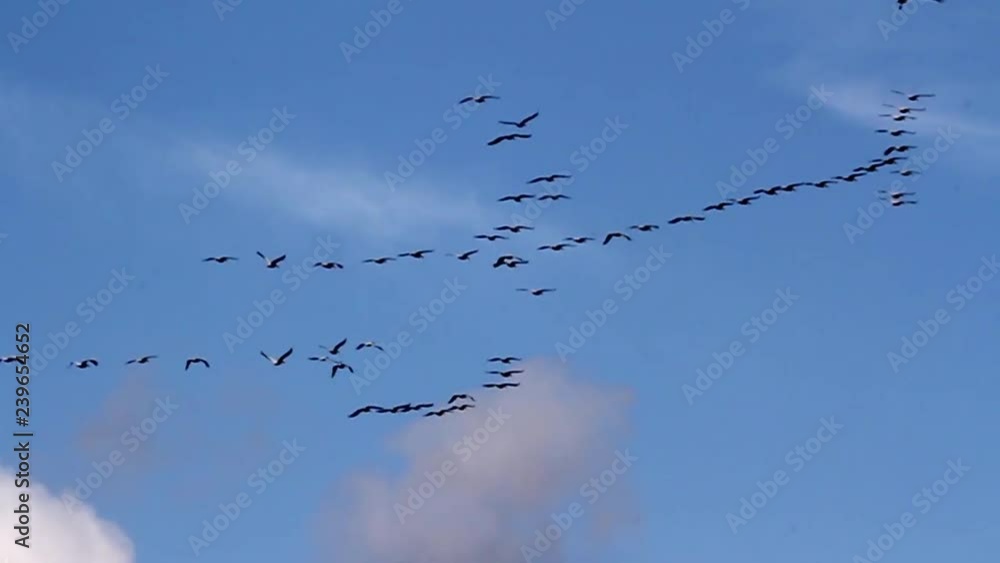 White pelican migration Beautiful shot of White pelican flying and migrating White pelican migration Beautiful shot of White pelican flying and migrating