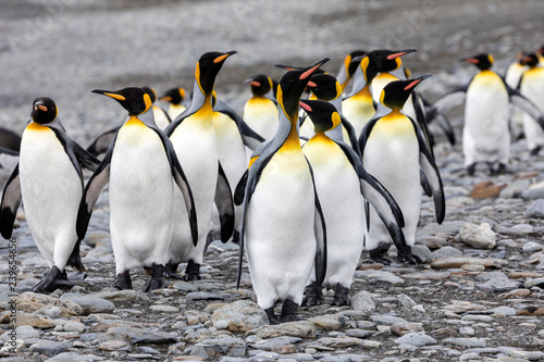 A group of king penguins runs over the pebble beach on Fortuna Bay  South Georgia  Antarctica