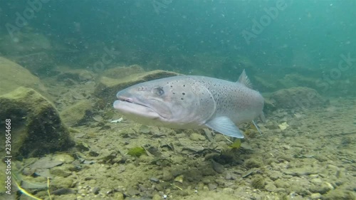 Freshwater fish Common huchen (Hucho hucho) in the beautiful clean river. Underwater footage with nice bacground and natural light. Wild life animal. Swimming predator fish in the river habitat. photo