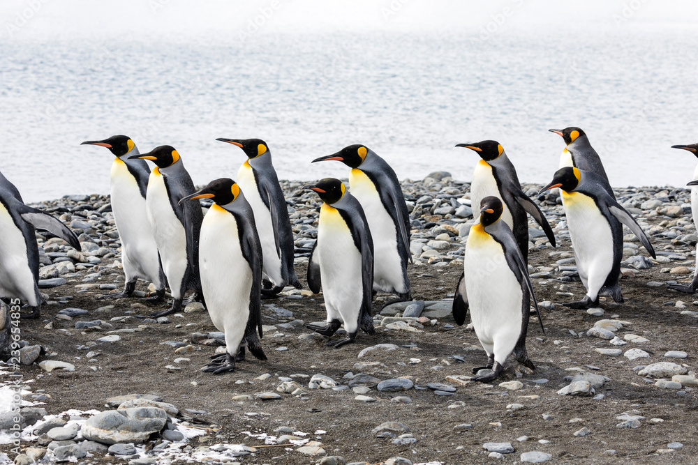 Fototapeta premium A group of king penguins runs in a row over the pebble beach on Fortuna Bay, South Georgia, Antarctica